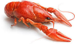Crawfish(0.5lb)
